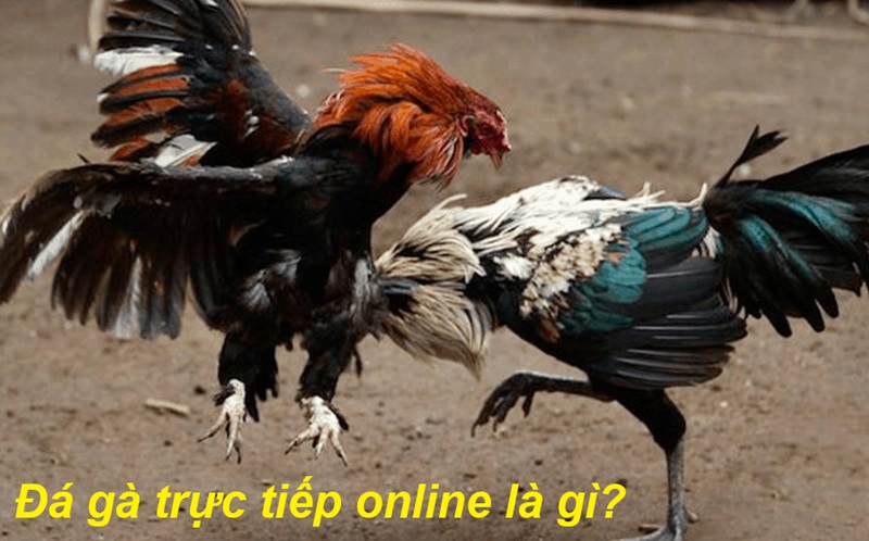 Đá gà trực tiếp online là gì?